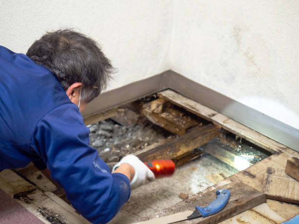 Best Mold Damage Repair  in Ocean View, DE