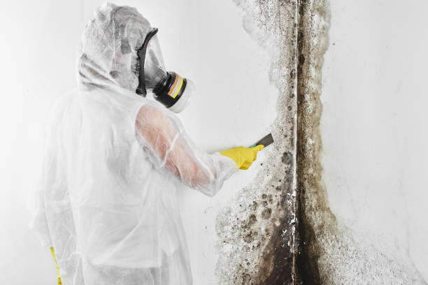 Best Toxic Mold Removal  in Ocean View, DE