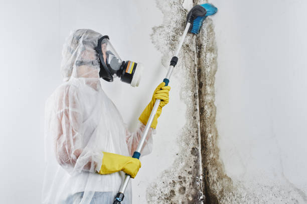 Best Same-Day Mold Removal  in Ocean View, DE