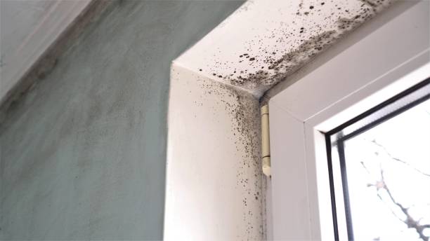 Best Home Mold Removal  in Ocean View, DE