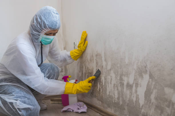 Best Commercial Mold Removal  in Ocean View, DE