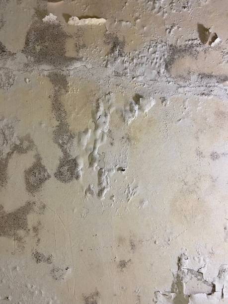 Best Attic Mold Removal  in Ocean View, DE