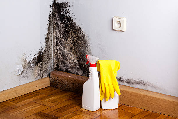 Best Office Mold Removal Services  in Ocean View, DE
