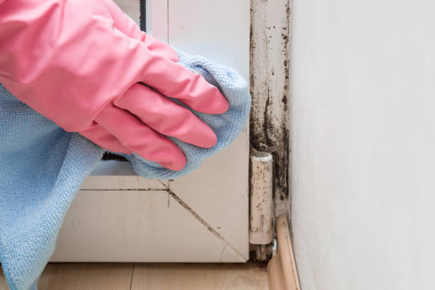 Best Professional Mold Removal  in Ocean View, DE