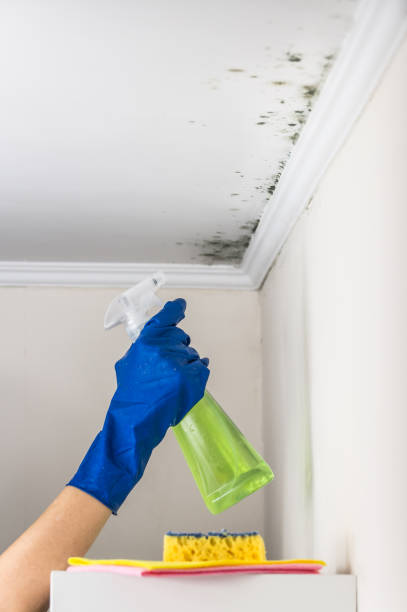 Best Professional Mold Removal  in Ocean View, DE